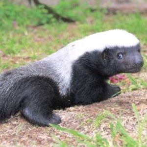 Honey badger don’t give a ####